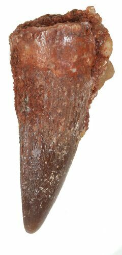 Juvenile Spinosaurus Tooth - Real Dinosaur Tooth #55921